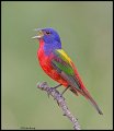 _3SB3643 painted bunting